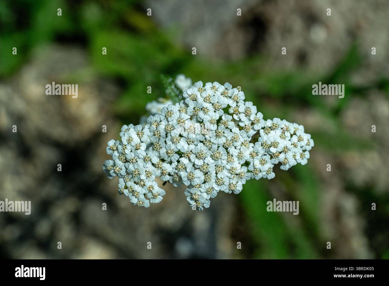 Achillea millefolium L. - Blütenkopf eines Wiesenpfeils - auch bekannt als Milfoil - Stauden. Stockfoto
