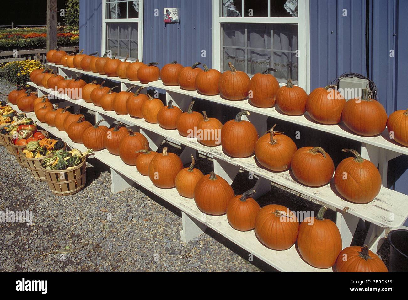 Verkauf von Hokkaido Kürbissen, New Jersey, USA Stockfoto
