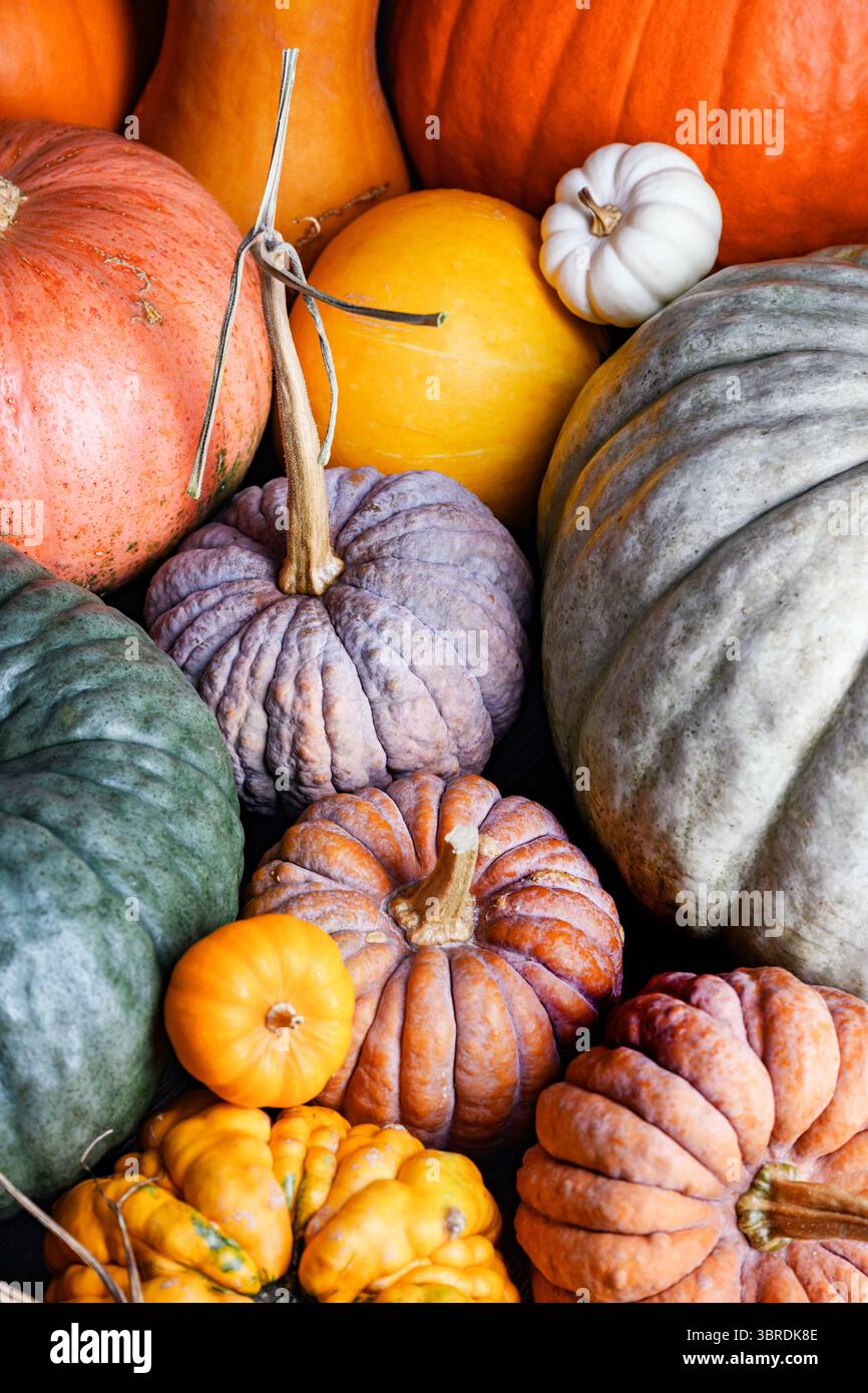 Verschiedene Kürbisse in warmen Tönen in Nahaufnahme-Herbstkomposition. Gemütliches Stillleben mit Herbststimmung, festlicher Einrichtung und weihnachtlicher Ernteszene Stockfoto
