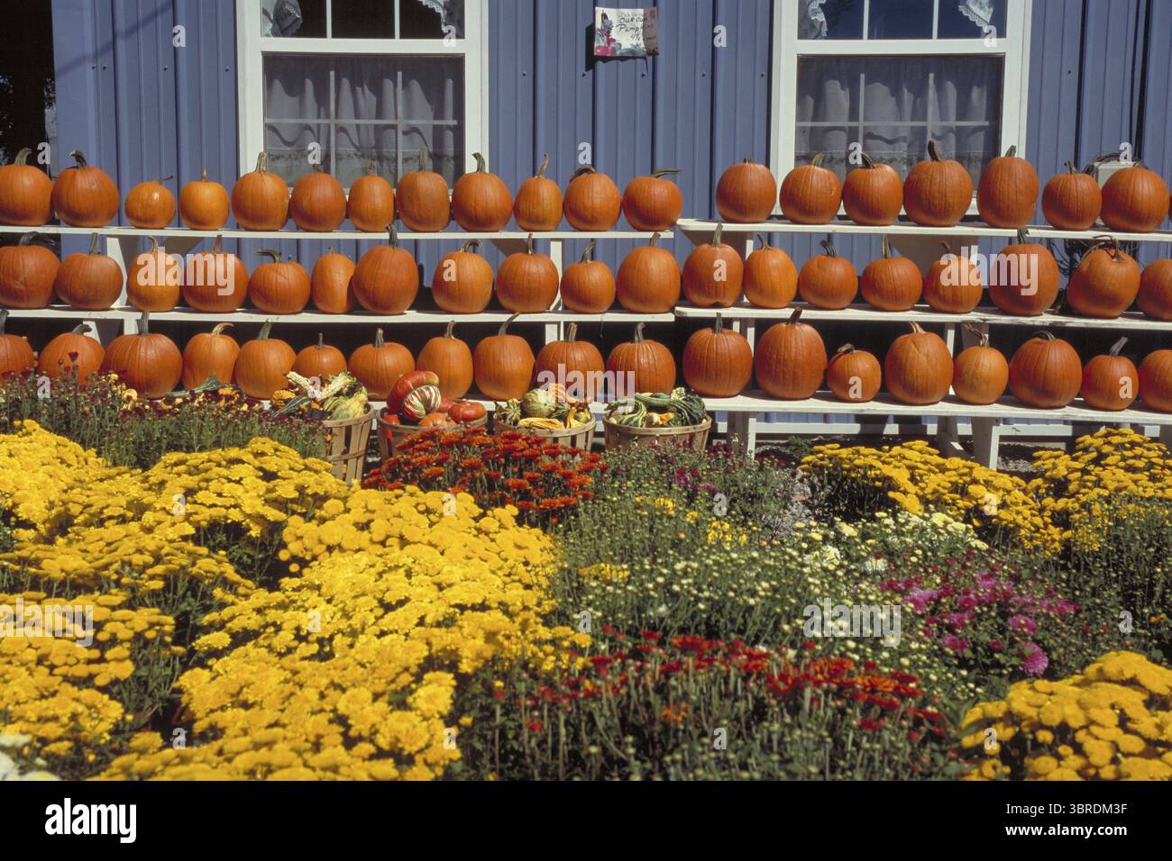 Verkauf von Hokkaido Kürbissen, New Jersey, USA Stockfoto