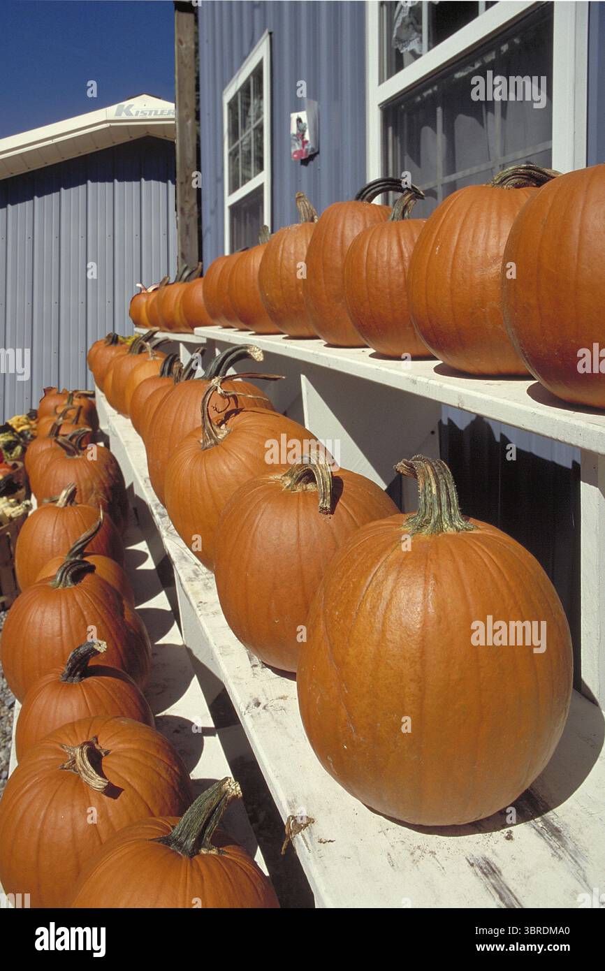 Verkauf von Hokkaido Kürbissen, New Jersey, USA Stockfoto