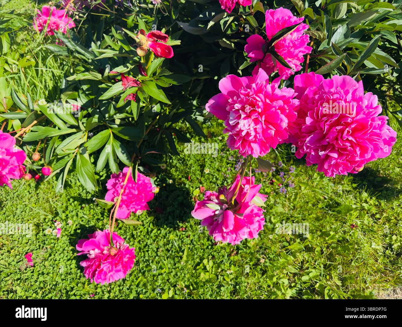 Wunderschöne rosafarbene Pfingstrosen blühen in einem üppig grünen Garten unter dem warmen Sonnenlicht. Stockfoto