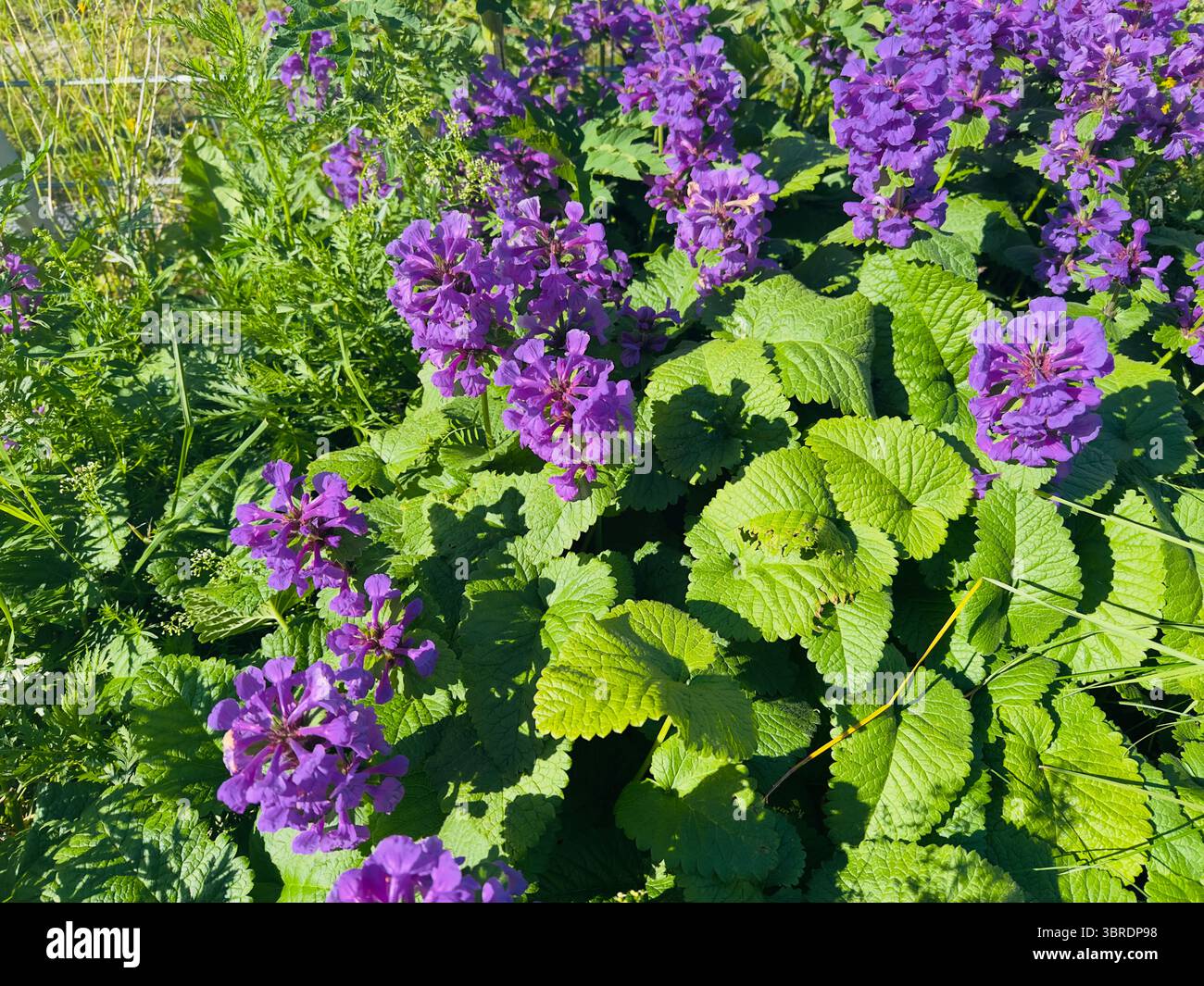 Lila Blumen zeigen ihre Schönheit mit üppig grünen Blättern im Sonnenlicht. Stockfoto
