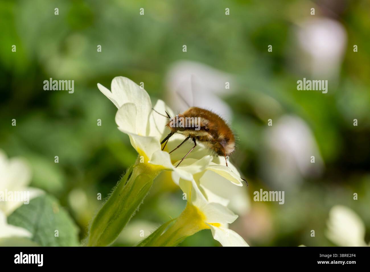 Makro, Ansicht einer dunklen Kante oder einer großen Bienenfliege (Bombylius Major), die von einer Primrosenblume (Primula vulgaris) mit Extended Proboscis ernährt wird. Stockfoto Makro, Ansicht einer dunklen Kante oder einer großen Bienenfliege (Bombylius Major), die von einer Primrosenblume (Primula vulgaris) mit Extended Proboscis ernährt wird. Stockfoto