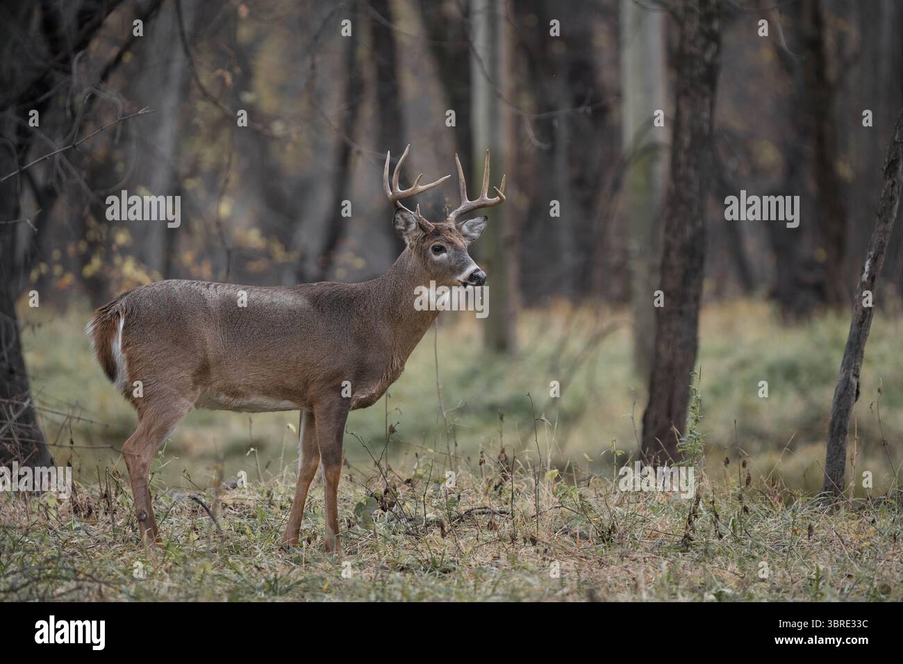 Ein Weißschwanzbock, der im Wald steht. Stockfoto