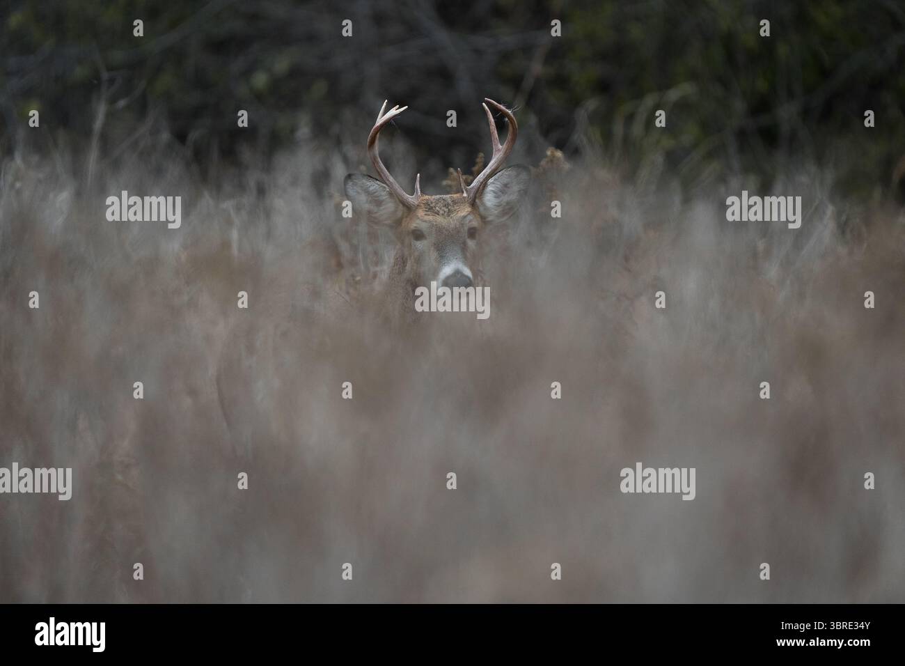 Ein junger Weißschwanzbock fügt sich in das hohe Gras ein. Stockfoto