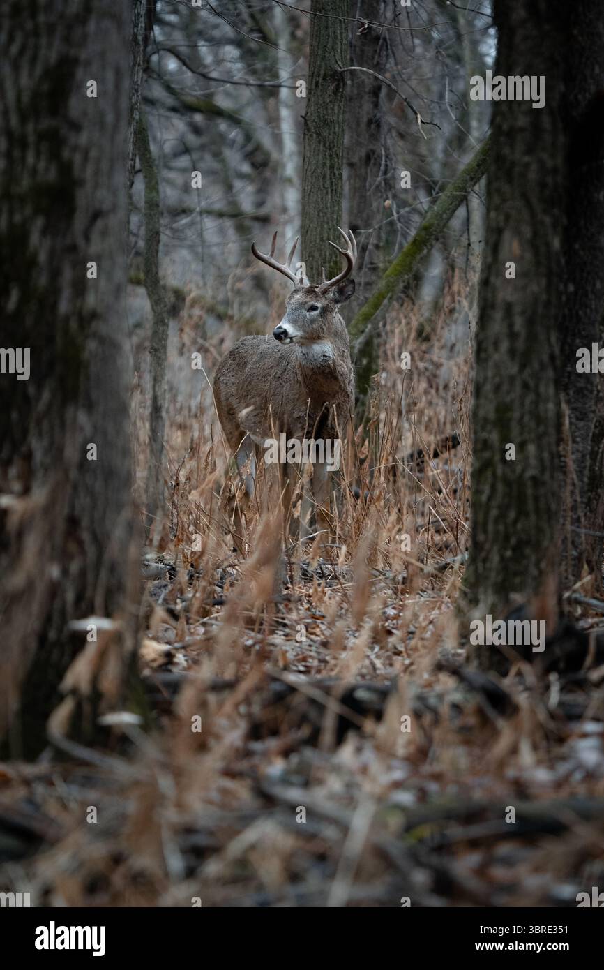 Ein großer Bock im Wald, eingerahmt zwischen den Bäumen. Stockfoto