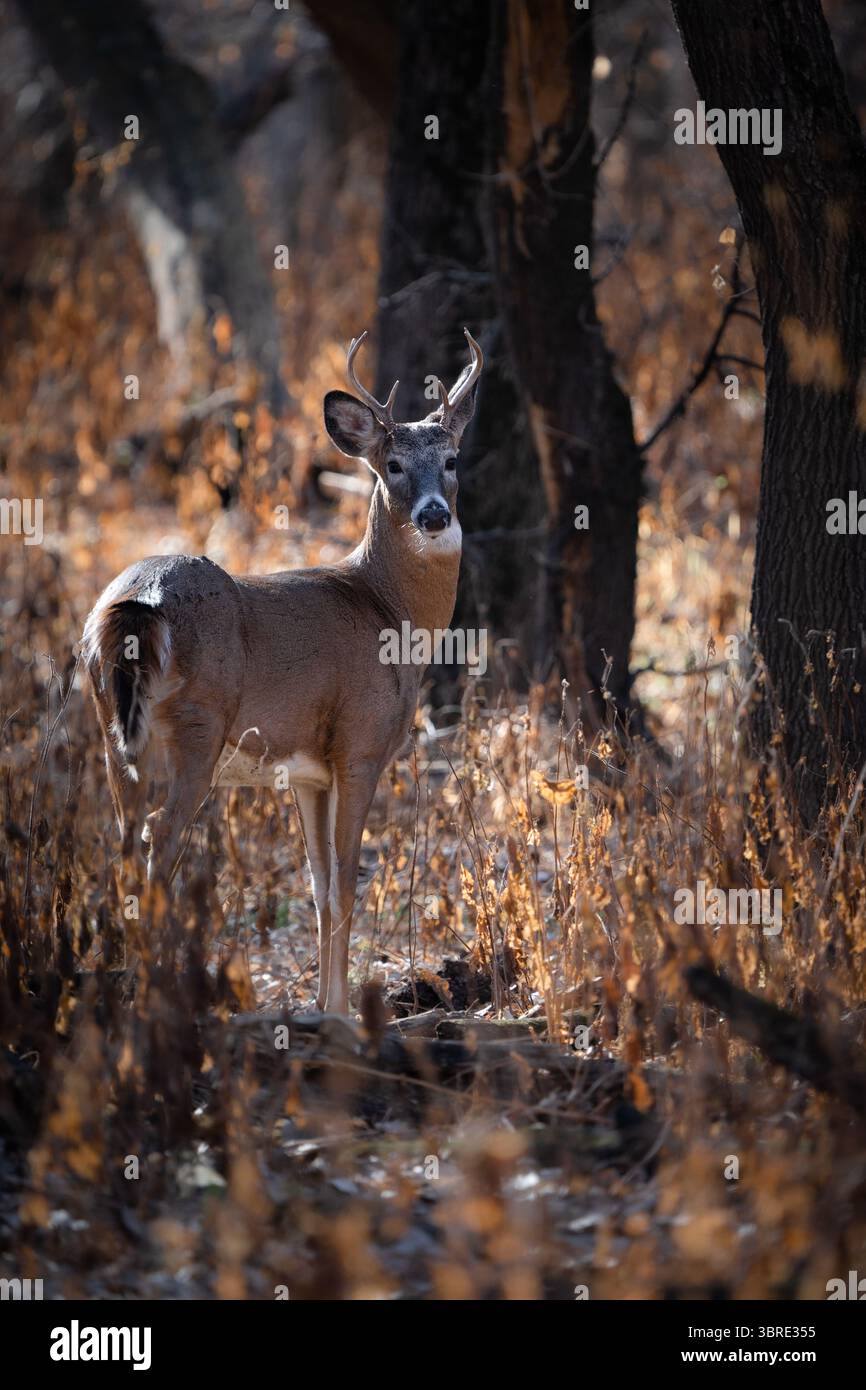 Ein kleiner Bock hält beim Herbstspazieren durch den Wald an. Stockfoto