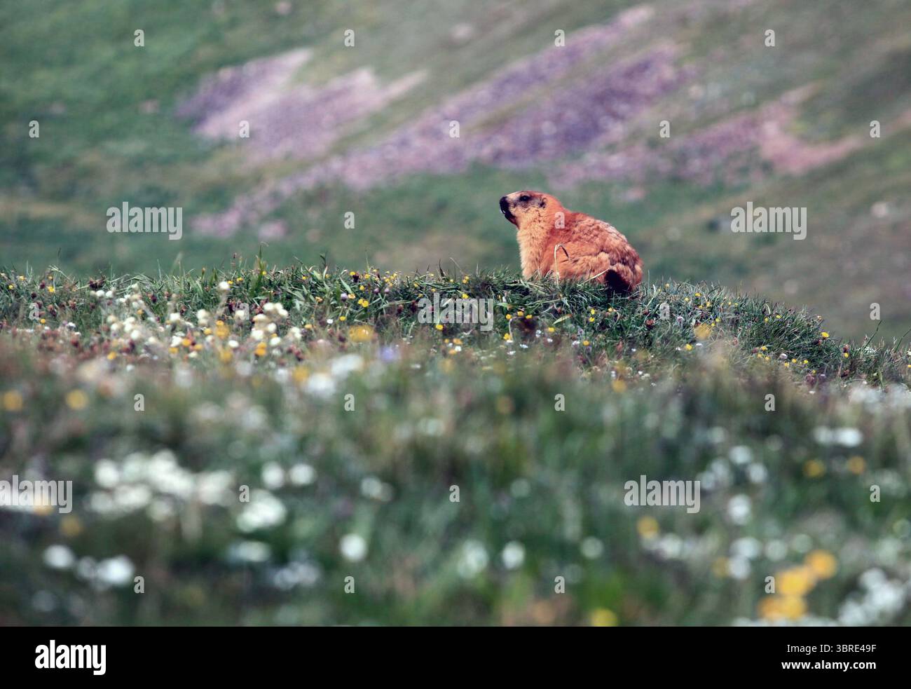 Goldenes Murmeltier posiert wachsam auf einer blühenden Bergwiese im Pamir-Alay-Tal am Fuße des Lenin-Gipfels. Wilde und unberührte Berglandschaft. Stockfoto