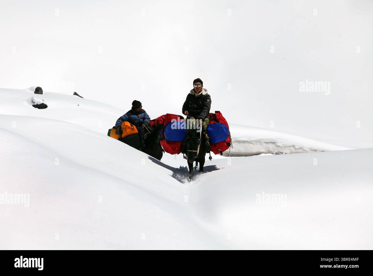 Zwei Träger transportieren Expeditionsausrüstung zu Pferd durch tiefen Schnee auf der ganzen Strecke zum Lenin-Gipfel, Kirgisistan. Pferde werden dort eingesetzt, wo es das Gelände zulässt Stockfoto