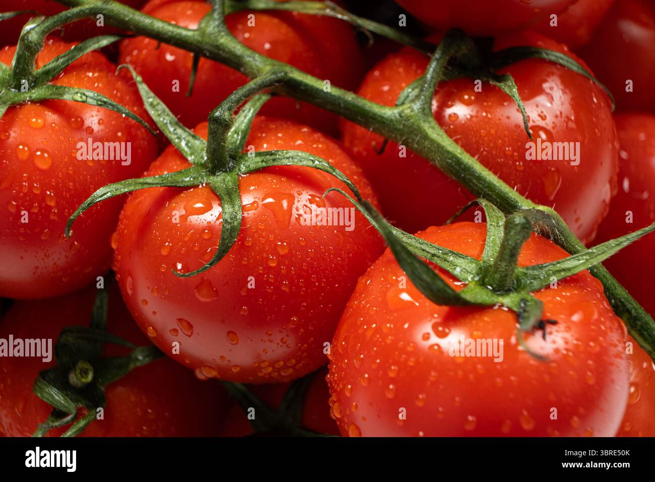 Tomaten auf Zweig mit Süßwassertröpfchen Stockfoto