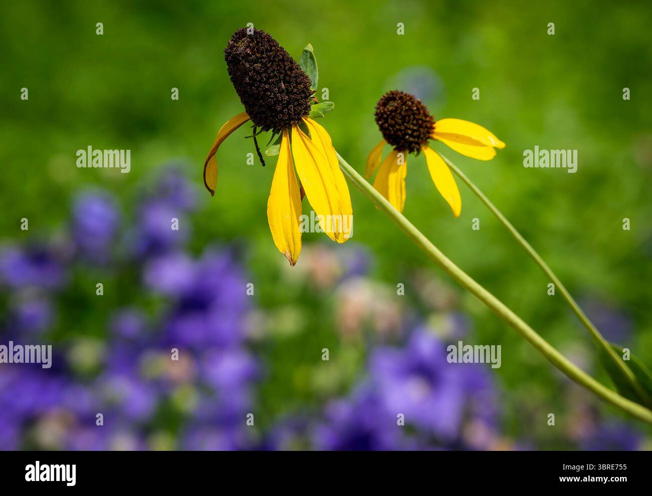 Blendende gelbe Koneflower in einem Sommergarten. Stockfoto