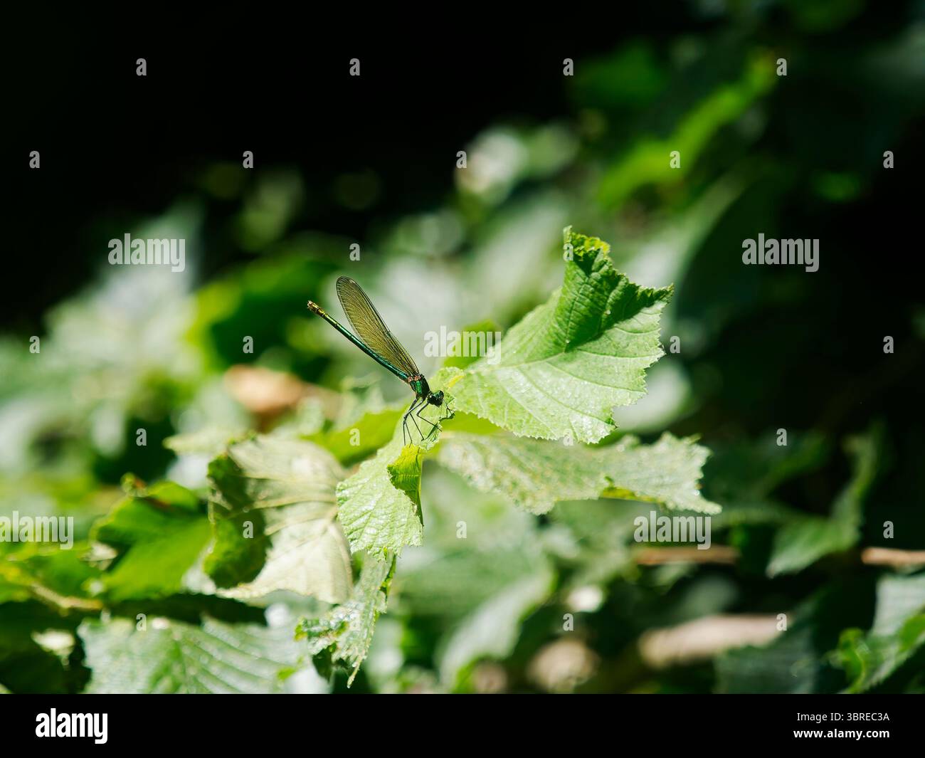 Weibliche Demoiselle Stockfoto