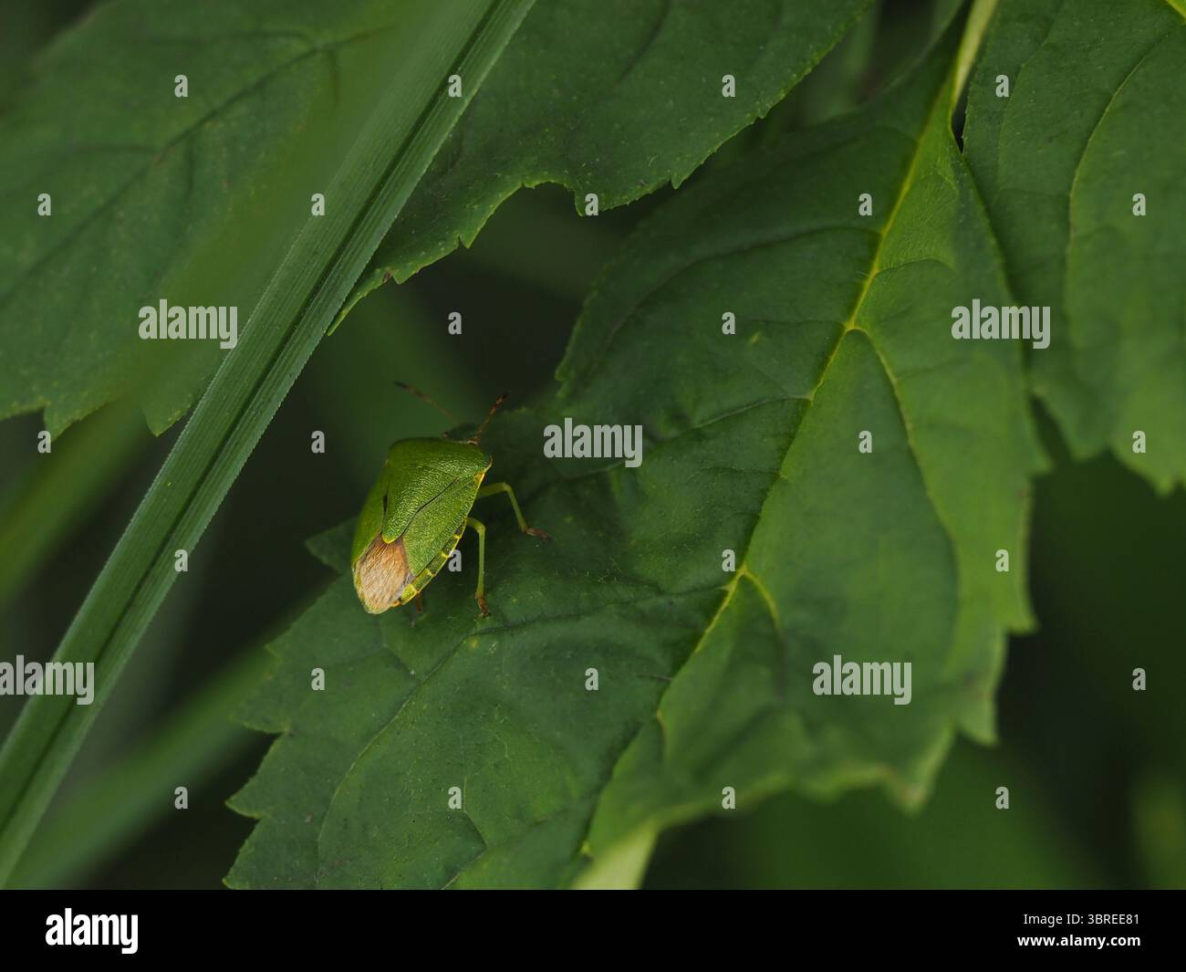Grüner Schild, der auf einem grünen Blatt liegt. Stockfoto