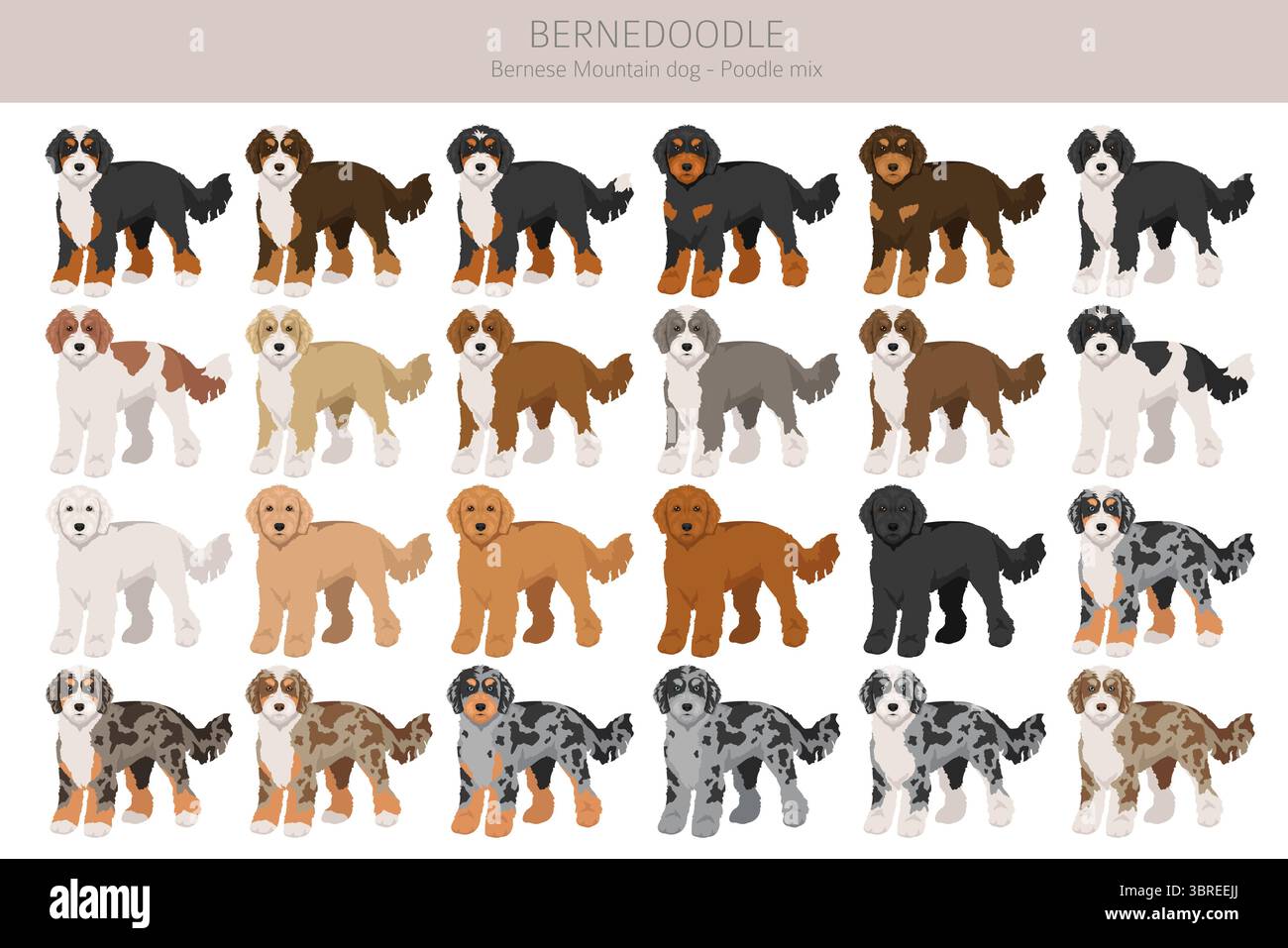 Bernedoodle Dog Mix Clipart. Alle Lackfarben festgelegt. Berner Mountain Dog Pudel Mix. Vektorillustration Stock Vektor