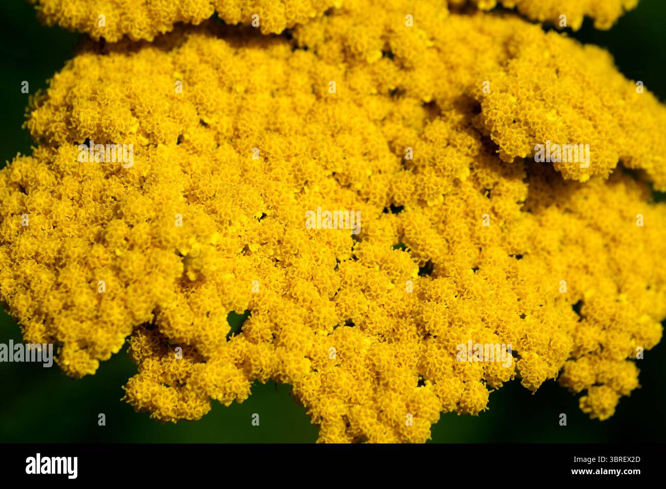Goldene Blumenhaufen leuchten, ziehen Bestäuber an und begeistern die Zuschauer. Stockfoto