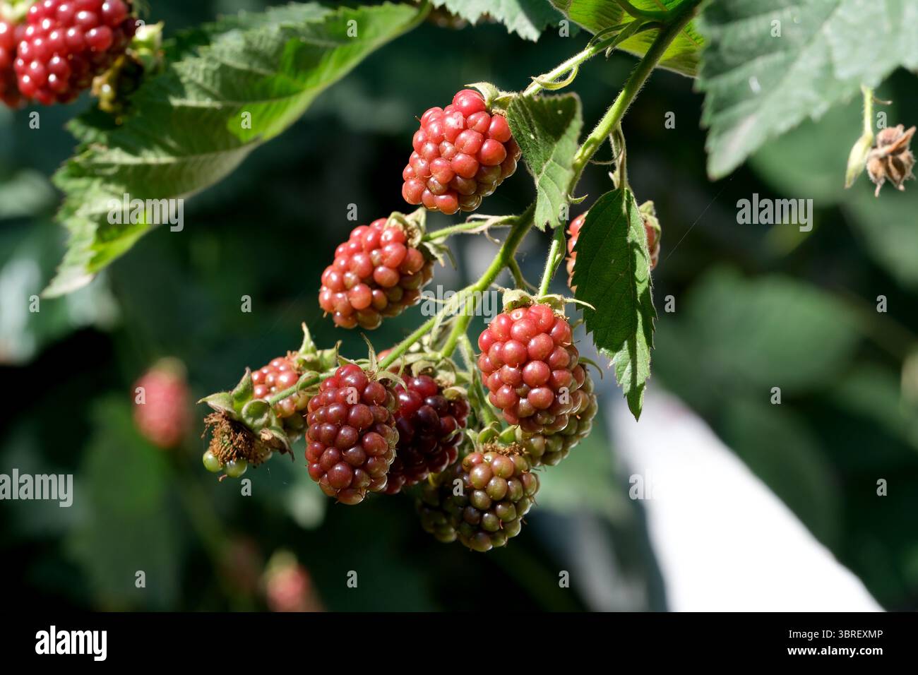 Saftige Brombeeren Reifen auf saftig grünen Weinbergen unter der Abendsonne. Stockfoto