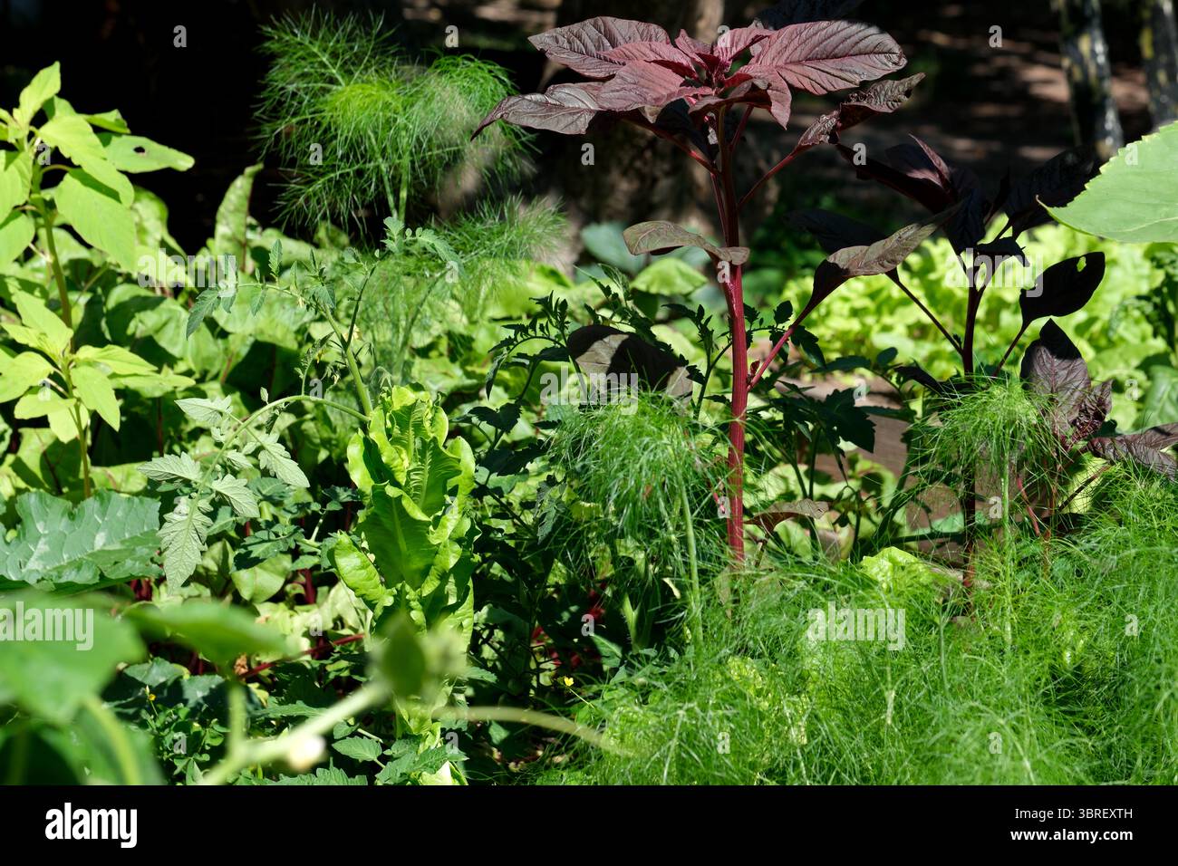 Ein üppiger Garten ist voller grüner Pflanzen, farbenfroher Blätter und vielfältiger Texturen. Stockfoto
