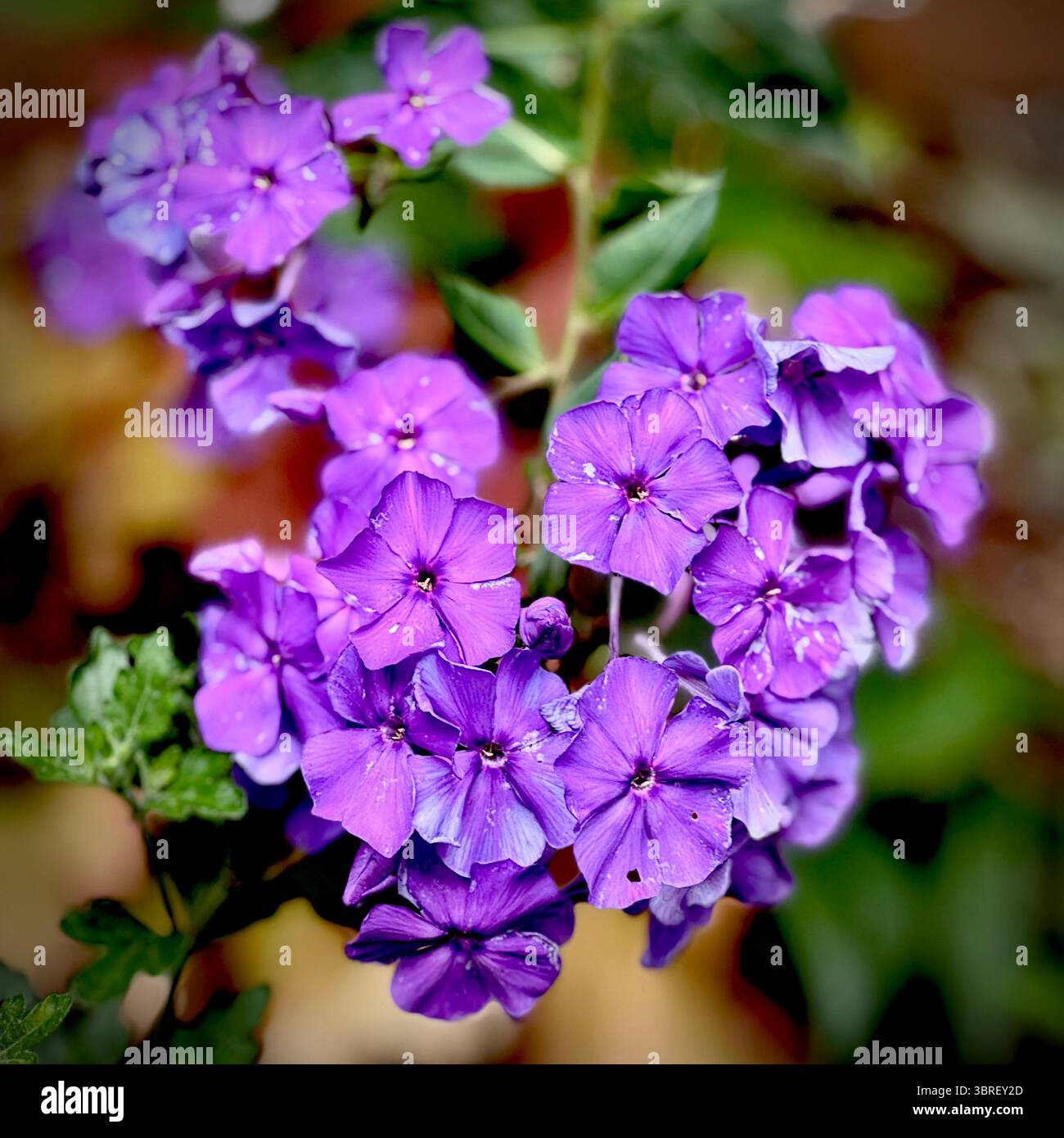 Leuchtende Ansammlung violetter Phlox-Blüten in voller Blüte, umgeben von grünem Laub. Aufnahme in weichem Tageslicht. - Smartphone-aufgenommenes Stockfoto