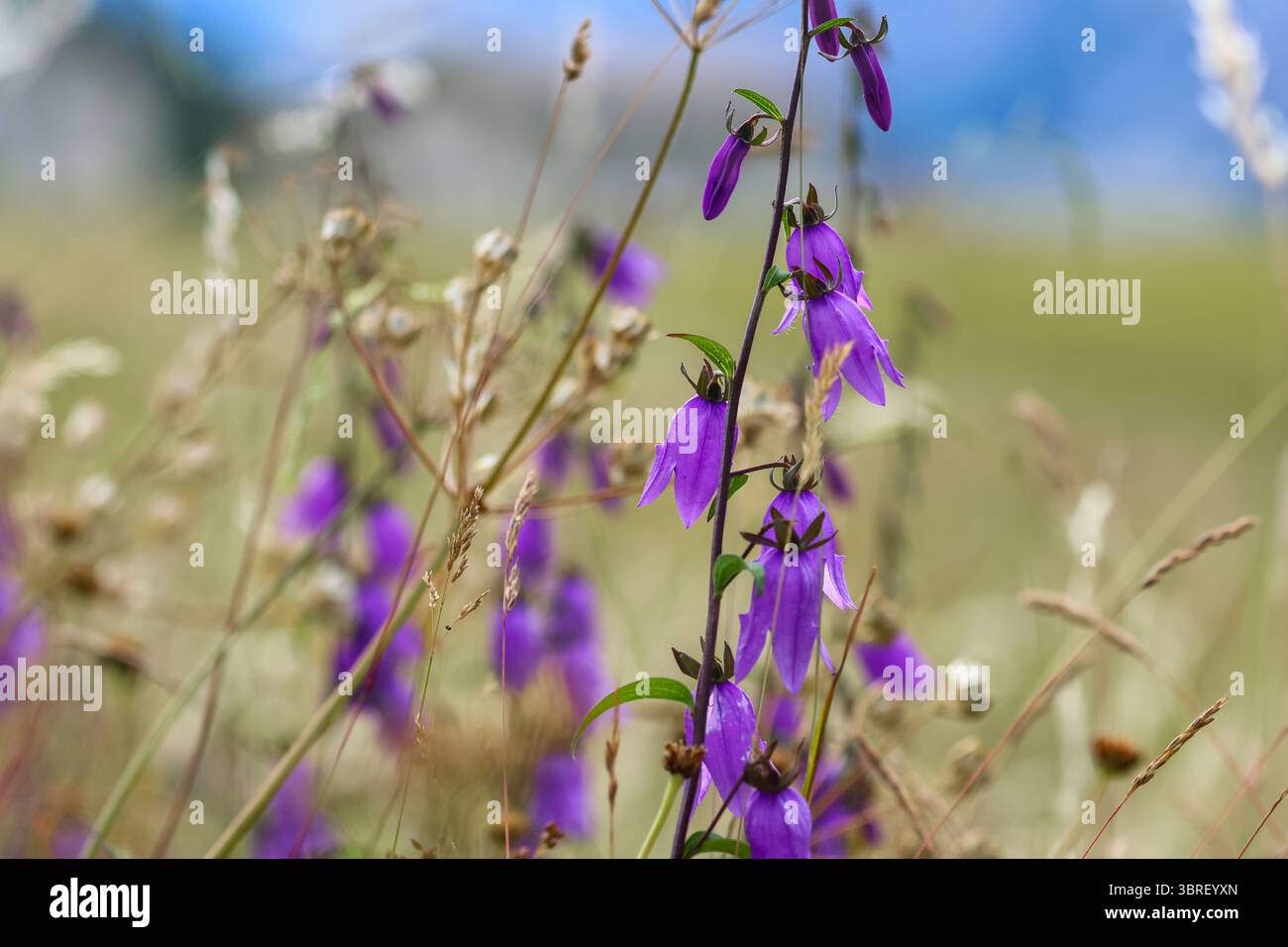 Nahaufnahme einer Alpenwiesen-Blumenmischung mit RiesenBellblumen und wilden Gräsern in natürlichem Tageslicht, mitten im Sommer. Stockfoto