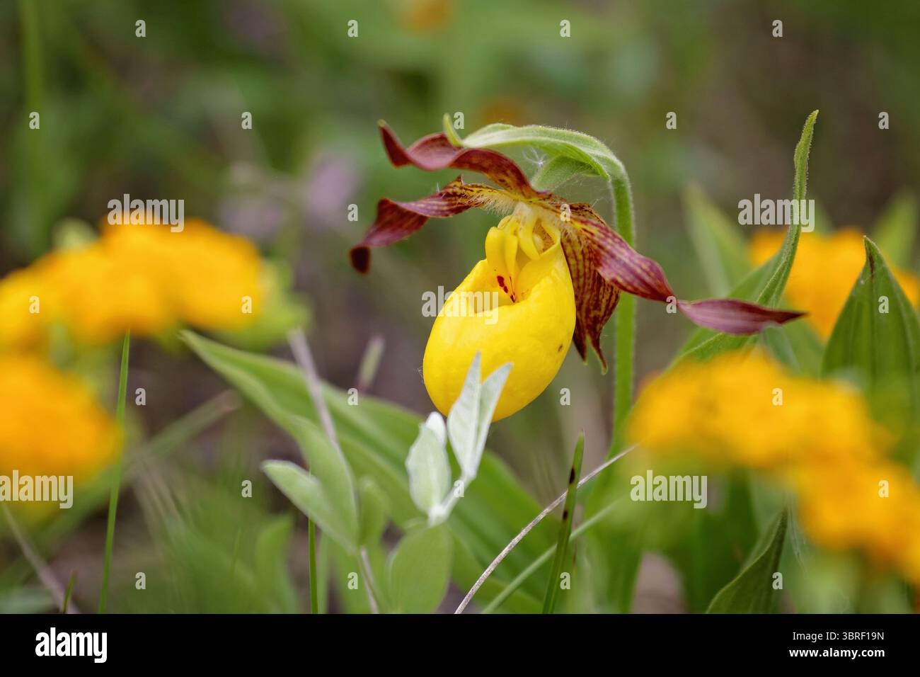 Nahaufnahme der gelben Damen-Slipper-Blumen Stockfoto