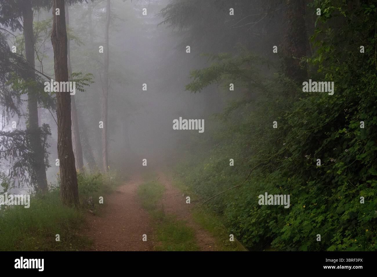 Gewundene, unbefestigte Straße verschwindet in einem nebeligen Wald, mit dichtem Nebel, der Bäume umhüllt und eine geheimnisvolle, atmosphärische Szene schafft Stockfoto