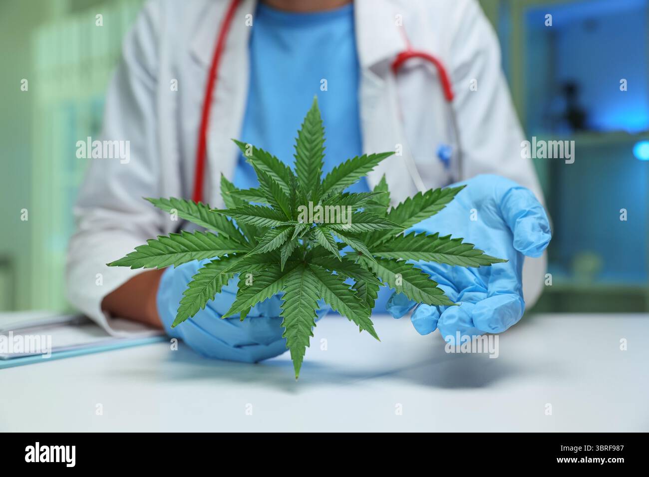 Ein Arzt hält eine Cannabispflanze in einer medizinischen Umgebung für Bildungszwecke Stockfoto