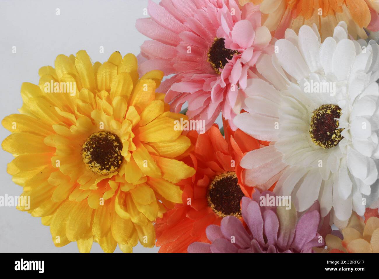 Gerbera blüht in sanften Pastelltönen und lebhaften Tönen, die sich überlappen auf weißem Hintergrund, alle nach links gerichtet. Helle Blumenkomposition für klare Designs. Stockfoto