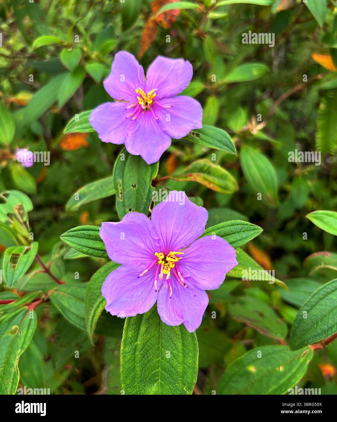 Einheimische Lasiandra (Melastoma malabathricum), blühend, Bartle Frere, Wet Tropics, Queensland, Australien - Smartphone-aufgenommenes Stockfoto