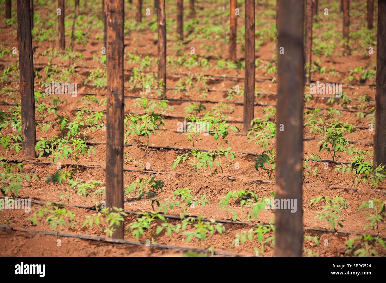 Grüne Tomaten Pflanzen wachsen unter einem Netz in einem Gewächshaus, geschützt vor der rauen afrikanischen Sonne, Tropfbewässerung Stockfoto