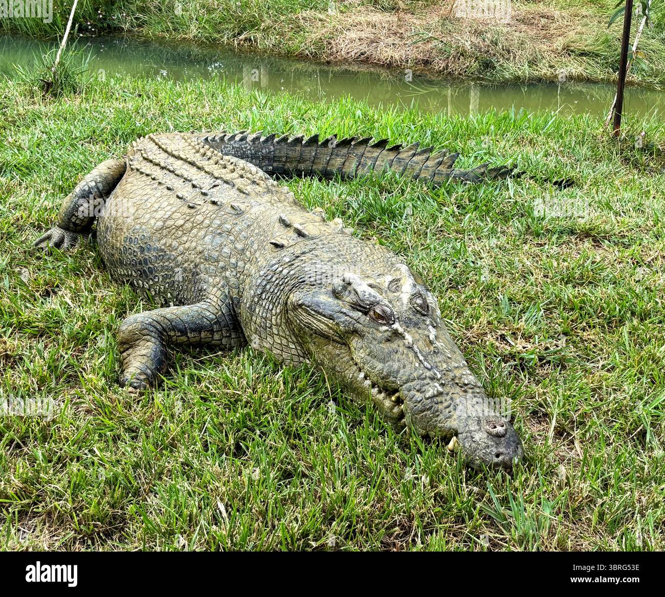 Kennedy, das ikonische Krokodil in seinem neuen Zuhause in East Russell, nahe Babinda, Queensland, Australien - Smartphone-aufgenommenes Stockfoto