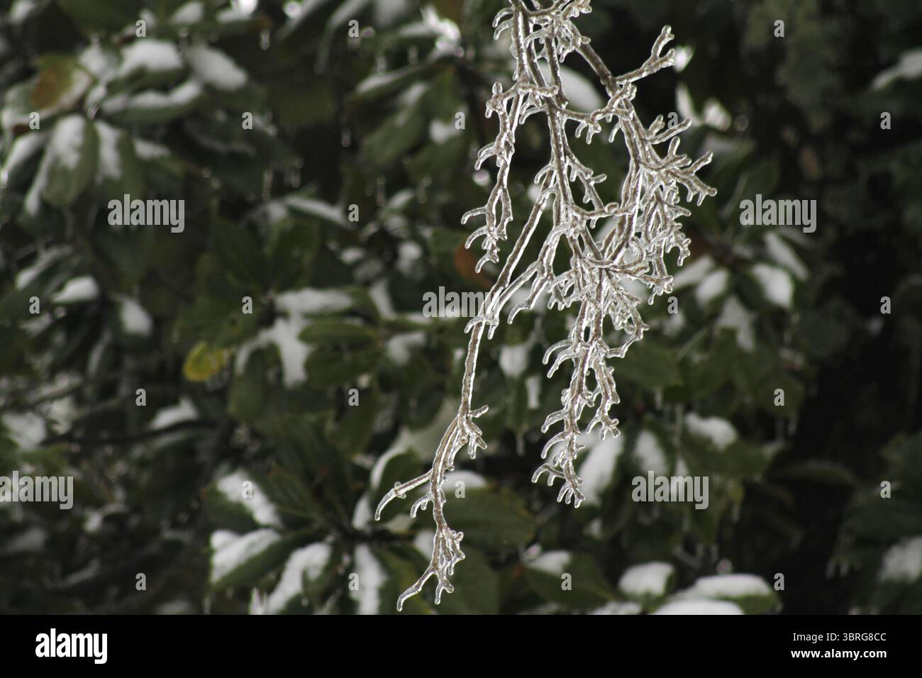 Eisbeschichtete Äste im Winter Stockfoto