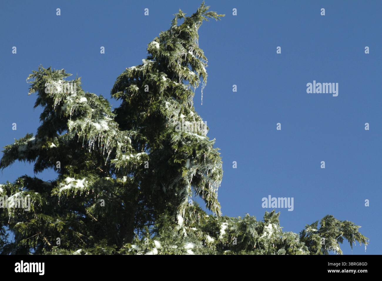Eiszapfen hängen an Kiefernästen Stockfoto
