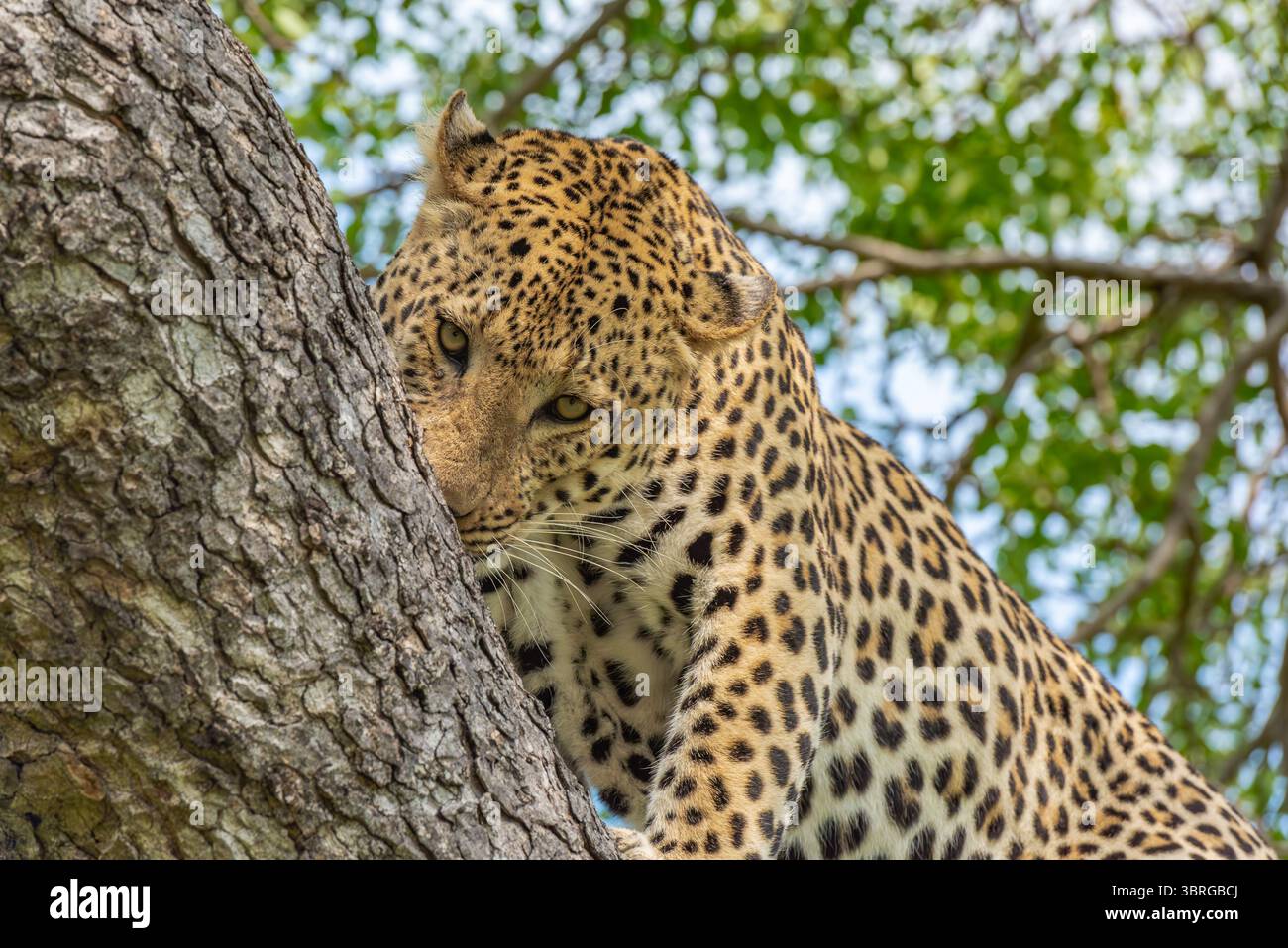 Leopard überprüft die Düfte am Zweig eines großen Baumes Stockfoto