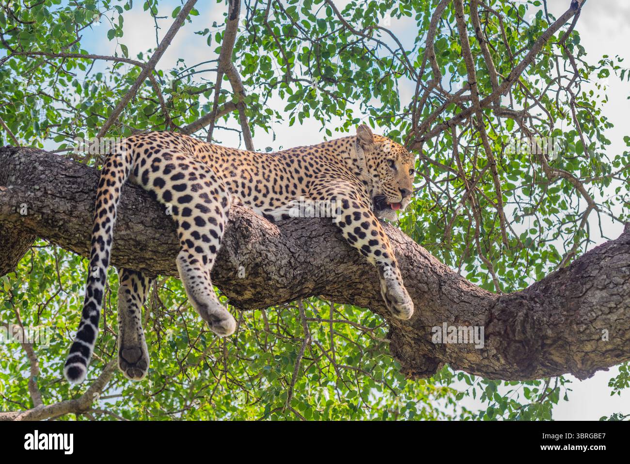 Leopard liegend auf einem Baumzweig Stockfoto
