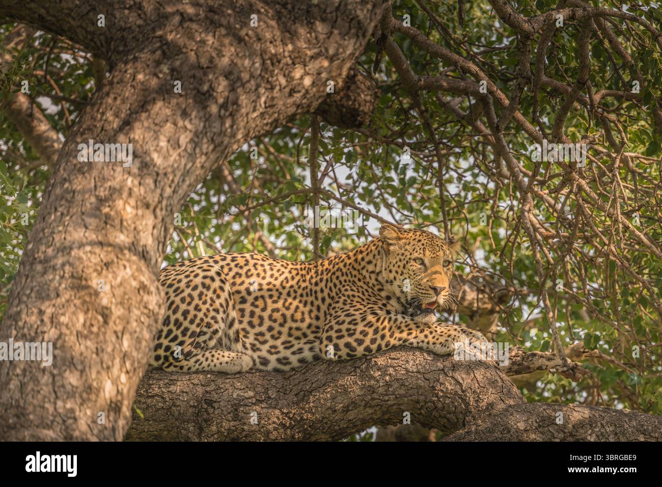 Leopard, der sich auf einem dicken Baumzweig ausdehnt Stockfoto