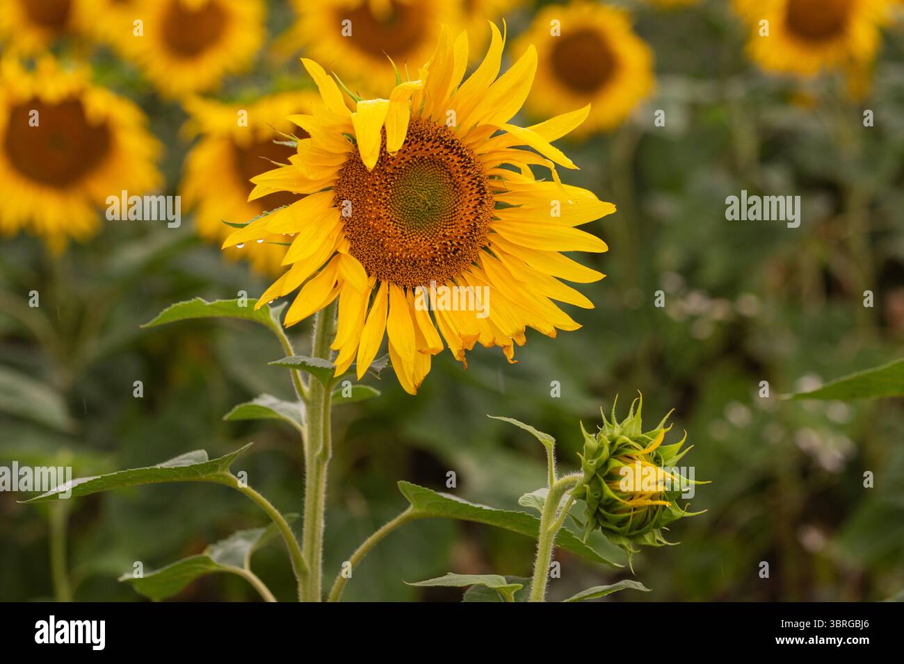 Einzelne Sonnenblume im Fokus mit lebhaften gelben Blütenblättern und spiralförmigem Samenmuster, Vordergrundnaht mit grünen Knospen und weichem Hintergrund des Sonnenblumenfeldes Stockfoto