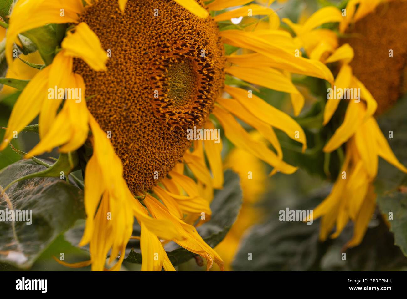 Helle Sonnenblume mit Blick auf die Kamera mit detaillierten Blütenblättern und Mitte, umgeben von einem Feld verschwommener Sonnenblumen, aufgenommen bei natürlichem Tageslicht im Freien Stockfoto