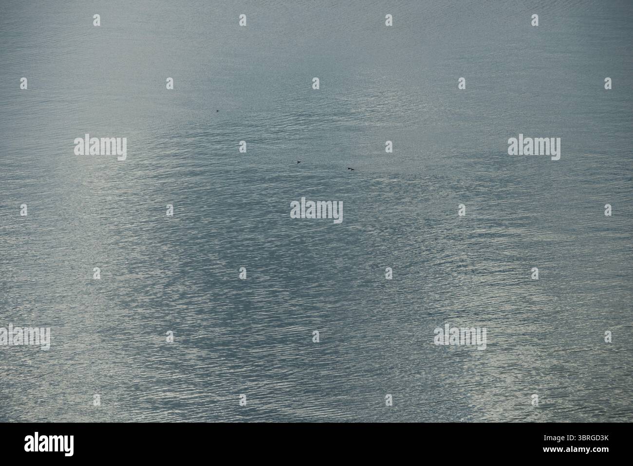 Die flache Designszene zeigt eine ruhige Wasseroberfläche, die weiches Licht mit winzigen dunklen Formen reflektiert Stockfoto