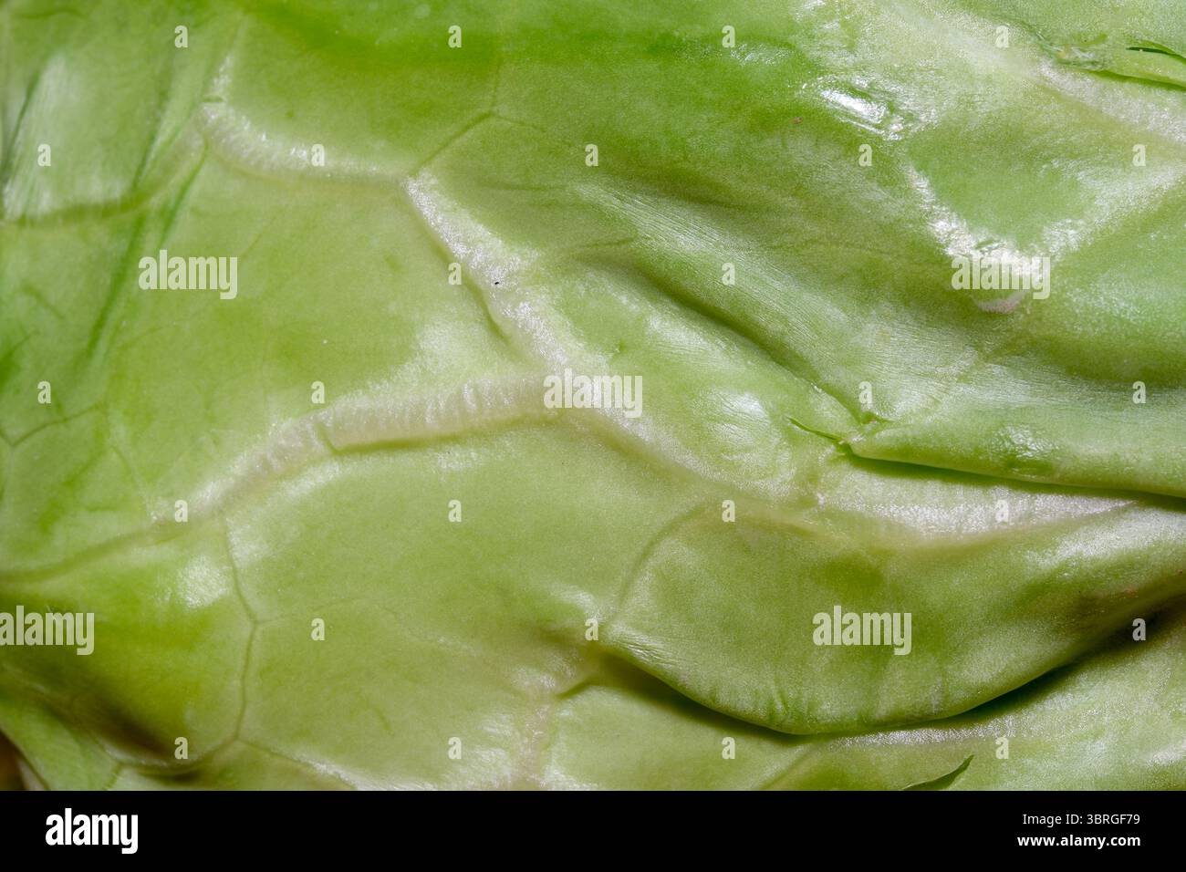 Diese Nahaufnahme zeigt die lebhaften Strukturen eines üppigen Kohlblattes. Stockfoto