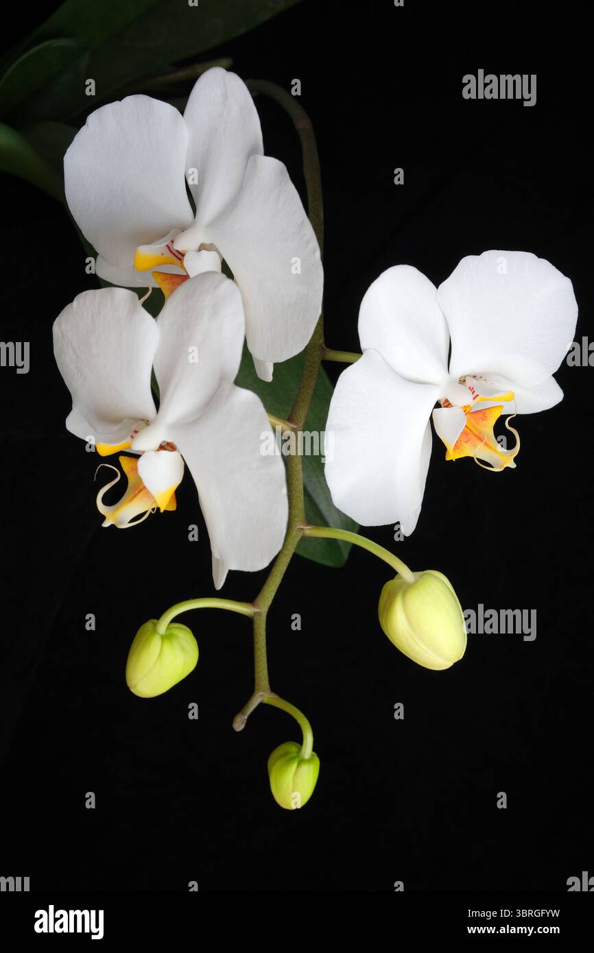 Drei atemberaubende weiße Orchideen zeigen zarte Blütenblätter und frische Knospen. Stockfoto