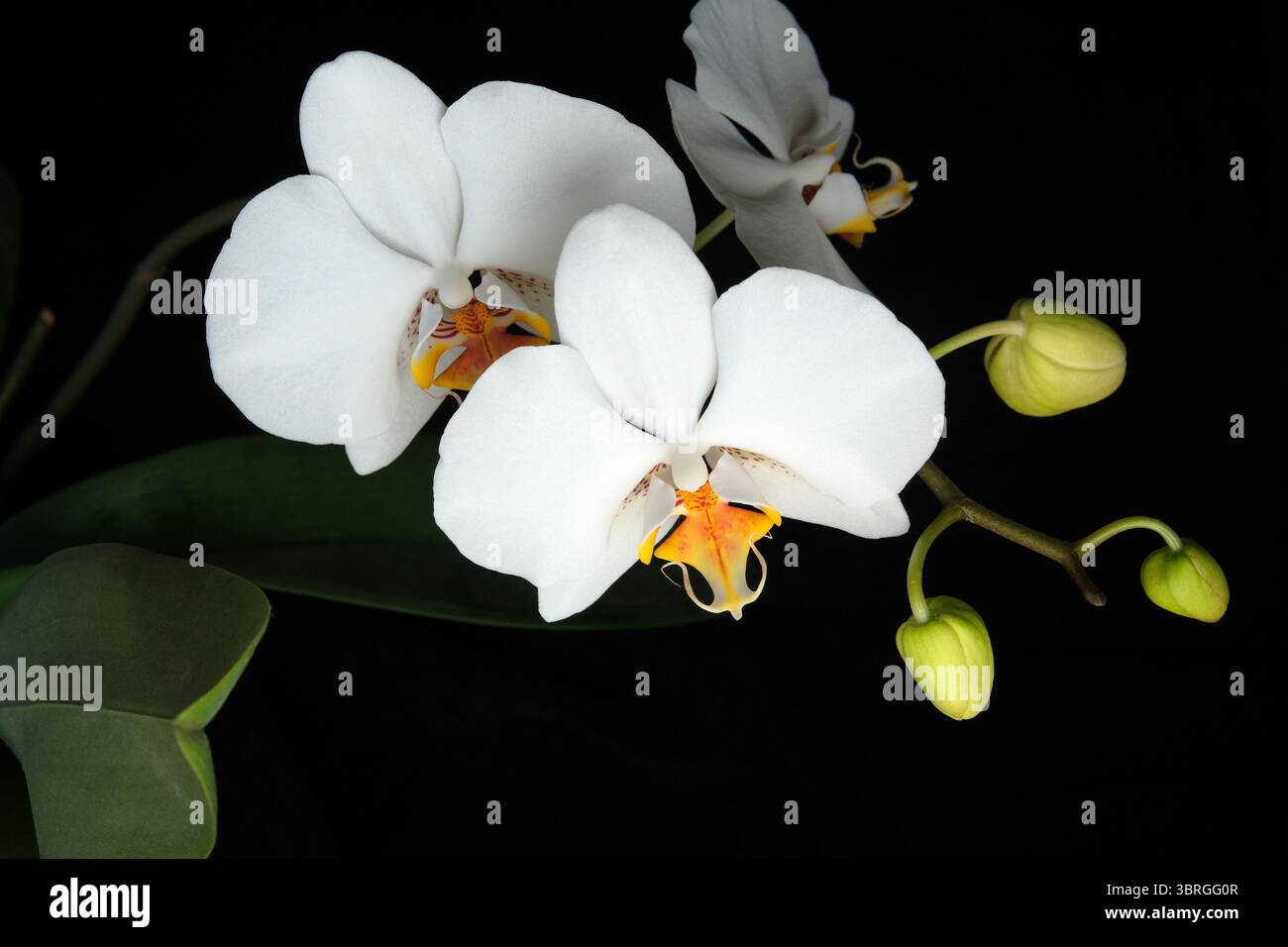 Leuchtend weiße Orchideen zeigen wunderschöne Blütenblätter und zarte Knospen. Stockfoto