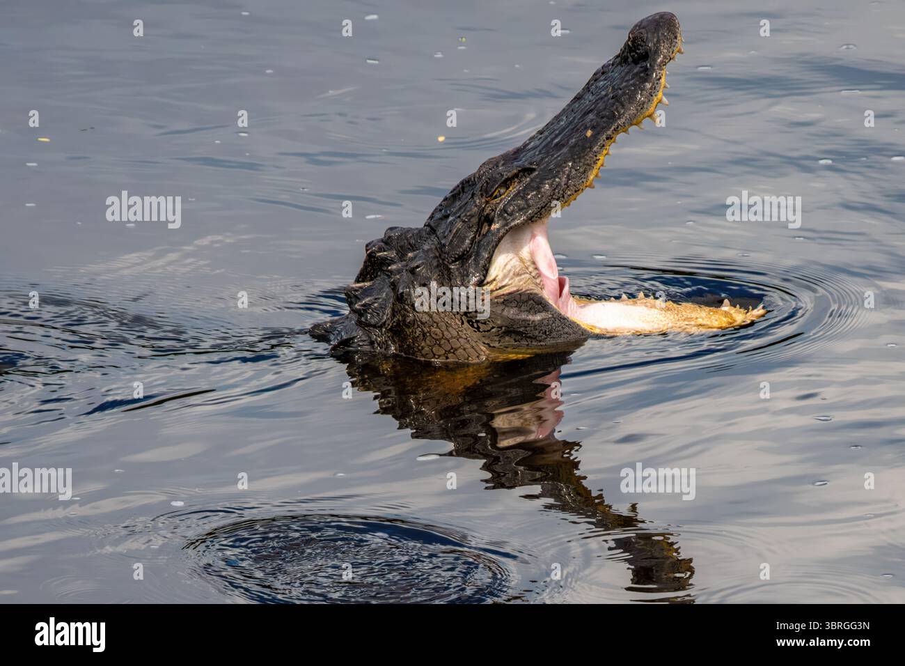 Alligatoren mit offenem Mund schwimmen am Alachua Sink entlang des La Chua Trail im Paynes Prairie Preserve State Park in Gainesville, Georgia. (USA) Stockfoto