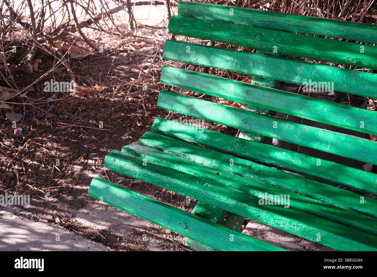Sonnenlicht filtert durch Äste und wirft Schatten auf eine hellgrüne Bank. Stockfoto