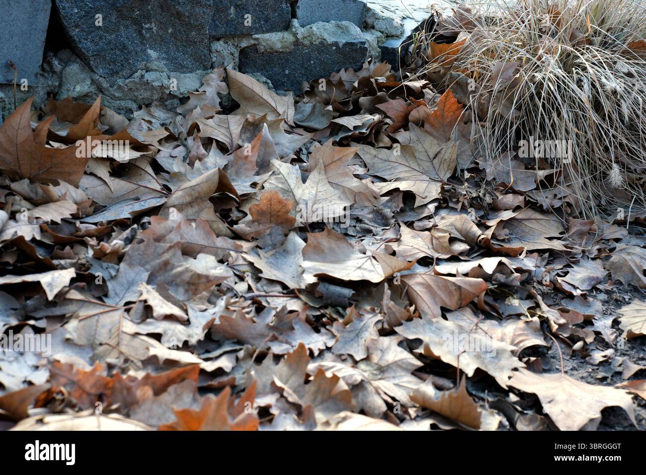 Knusprige Blätter bedecken den Boden und zeigen den lebhaften Herbst. Stockfoto