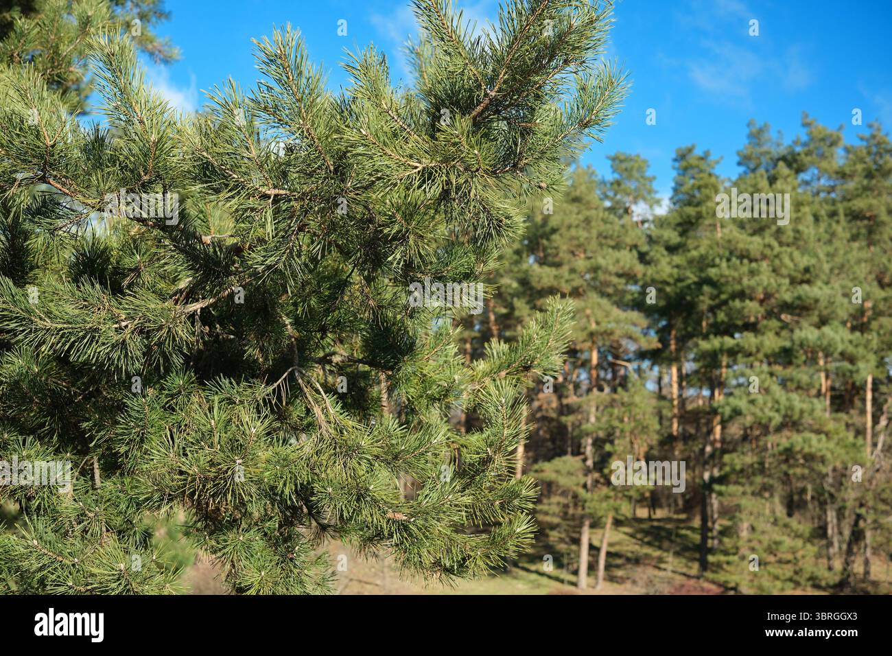 Der dichte Kiefernwald gedeiht im frühen Frühjahr unter einem hellblauen Himmel. Stockfoto