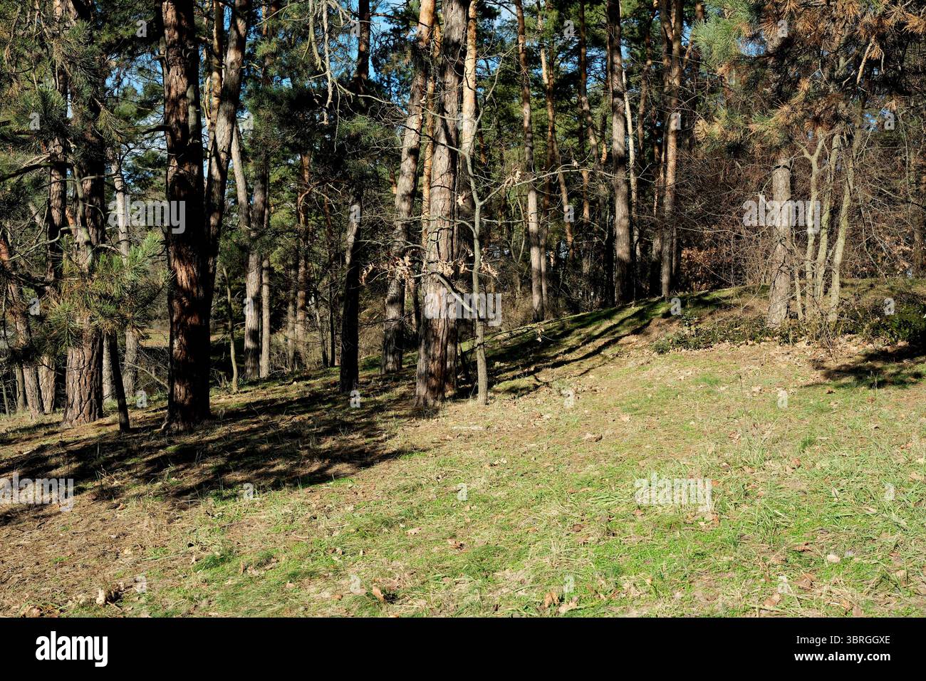 Ein ruhiger Wald mit Sonnenstrahlen, die den Boden erleuchten. Stockfoto
