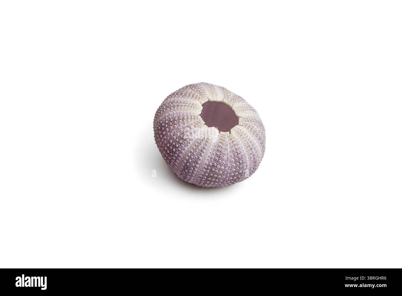 Violette Seeigel-Shell, Seitenansicht isoliert auf weißem Hintergrund, weicher Fokus Stockfoto