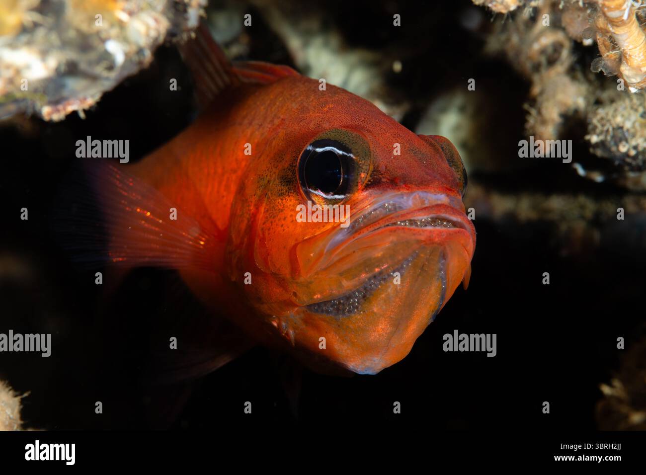Mediterraner Kardinalfisch, Apogon imberbis, mit den Eiern in der Öffnung, l'Escala, Costa Brava, Katalonien, Spanien Stockfoto