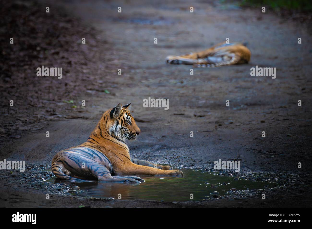 Ein männlicher Tiger sitzt wachsam auf einem Waldweg, während seine Mutter dahinter ruht. Gefangen im Jim Corbett National Park, zeigt wilde Großkatzenfamilien Verhalten. Stockfoto